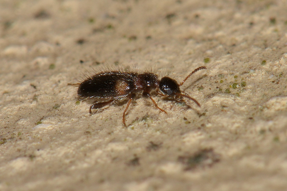 Anthicidae: Hirticomus hispidus